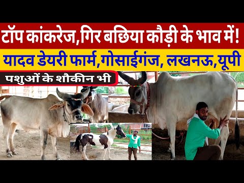 टाॅप कांकरेज गिर साहीवाल बछिया कौड़ी के भाव में उपलब्ध!yadav#dairyfarm lucknow up/dairy farm up ||