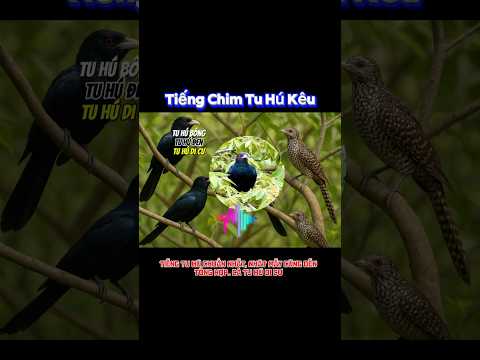 Tiếng tu hú tổng hợp, 12 loại di cư và bản địa, mà anh em bẫy lưới, ná thủ cần.. #tiếngchimtuhú