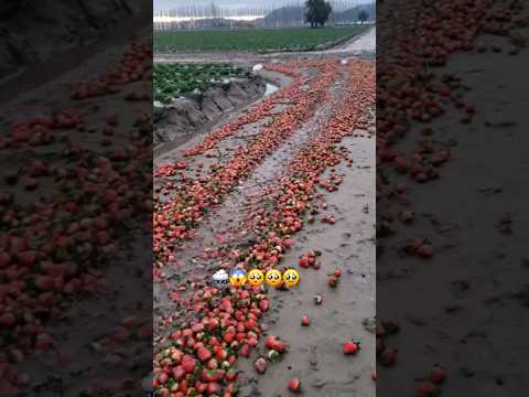 𝘼𝙨í 𝙦𝙪𝙚𝙙𝙖𝙧𝙤𝙣 𝙡𝙖𝙨 𝙛𝙧𝙚𝙨𝙖𝙨🍓🍓😱🥺🥺😱😱 #farming #strawberry #fresas #freseros #oxnard #berries #agricultura