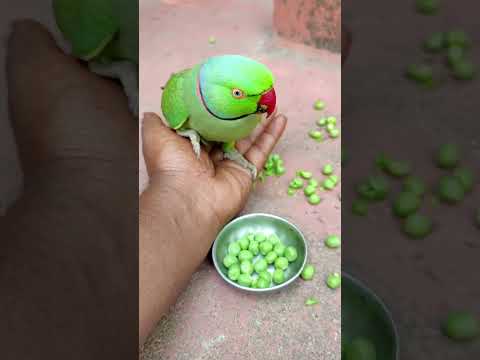 beautiful ❤️ parrot playing time #petbird #talkingparot #parrot #funny #shotsfeed #reels