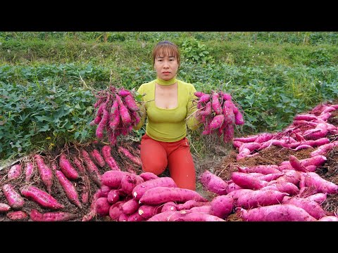 Harvesting Sweet Potato Goes to countryside market sell - Daily harvesting | Chúc Thị Mán