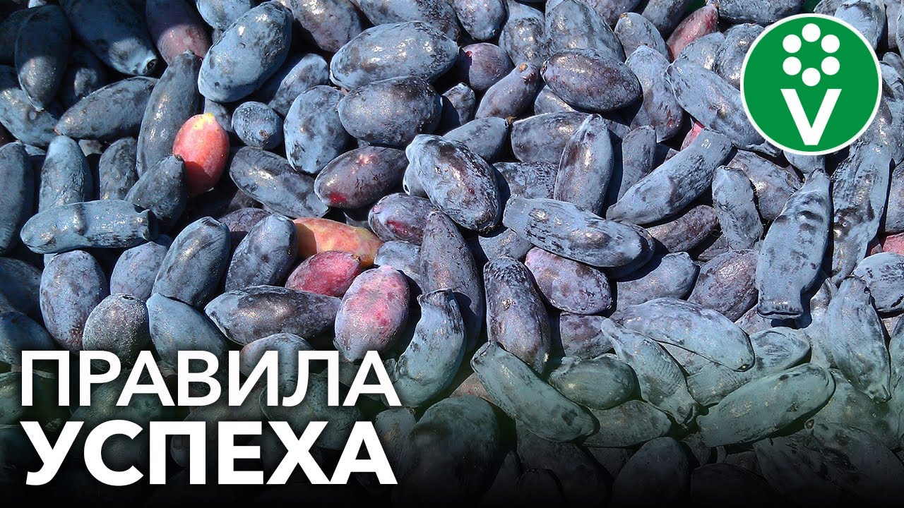Ягода вечной молодости - жимолость. Золотые правила успешного выращивания
