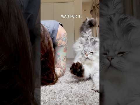 The cutest interruption😸💖#fbf  #cat #kitten #yoga