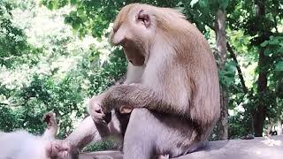 Unhappy ! Hey Baby Monkey ! Saro