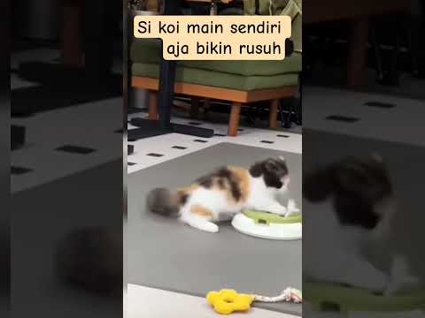 Si koi main sendiri aja bikin rusuh bikin ketar-ketir