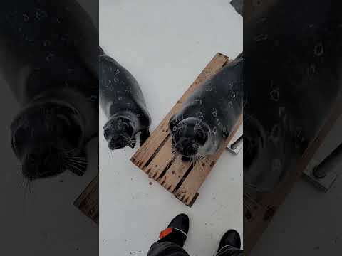 猫の動画サムネイル - 飼育係目線のアザラシ体重測定