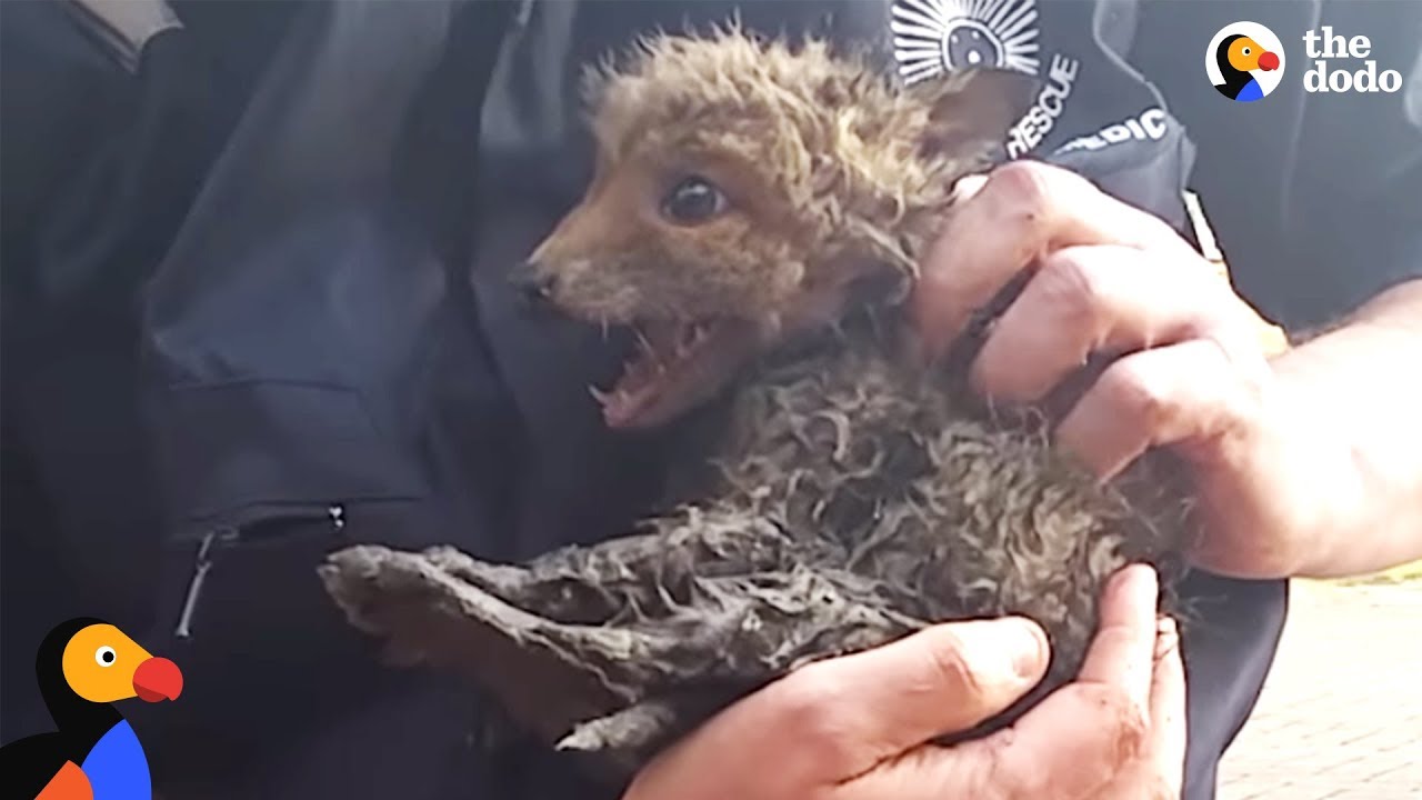 Baby Fox Trapped In Pipe Can't Wait To See Mom Again