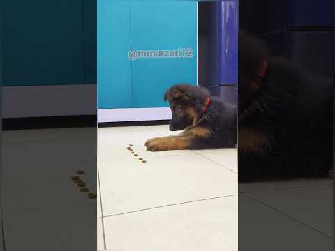 Leo Learn To Stay | German shepherd | Puppy | MrNarzari #dogs #puppy
