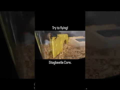 Stagbeetle Core. #stagbeetle #insects #bug #cute #funnyanimals #cuteanimals #youtubeshorts