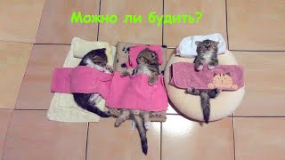 Все, что вам нужно знать о сне вашей кошки - Дневной отдых и глубокий сон кошки