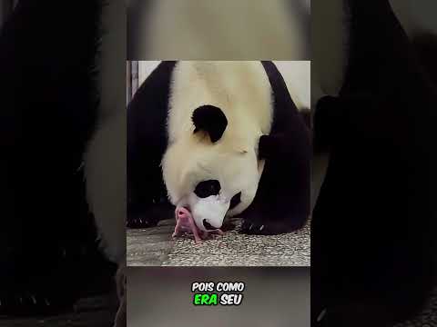 Ela derrubava ele todos os dias, porém...  #animal #pandas #fofo