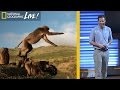 Understanding Geladas and Ethiopian Wolves