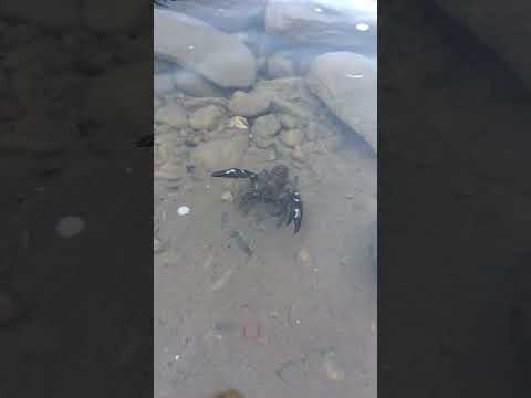 Crayfish on the Blackfoot and Cark Fork river conv River crayfish Montana September 28, 2024