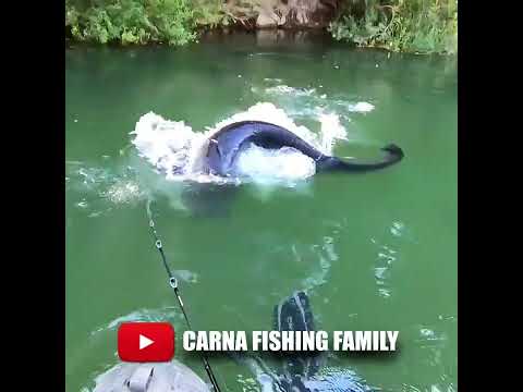 ๐ฆ LOCH NESS MONTER CATFISH ๐ฑ