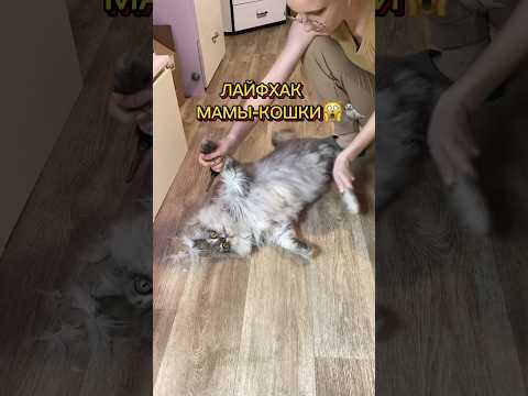 ЛАЙФХАК МАМЫ-КОШКИ ☺️🦭 #котантоха чешу кота