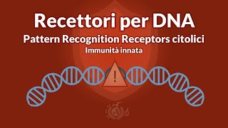 Immunità innata - Pattern Recognition Receptors (PRRs) citosolici: recettori per DNA - IMMUNOLOGIA