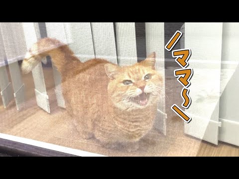 猫の動画サムネイル - ママが外に出ると寂しくなって鳴いちゃう猫が可愛すぎる！