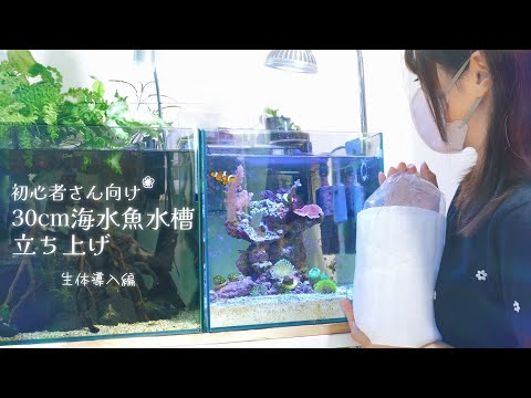 初心者さん向け 30cm海水魚水槽立ち上げ 生体導入編❀アクアリウム Marine aquarium.