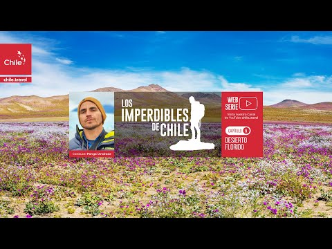 “Los Imperdibles de Chile”, capítulo 5: Los colores del Desierto Florido