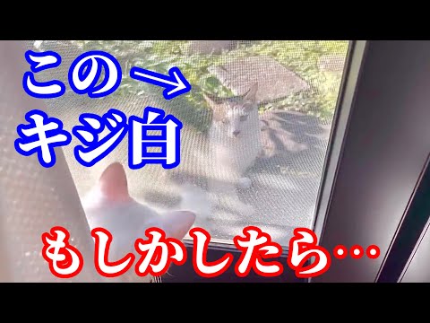 窓の外に大きな野良猫が！その時保護子猫の反応が凄かった