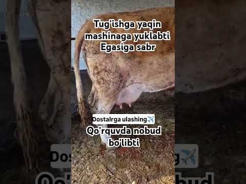 Ishonarli shafyorlarga yuklash kk molni stresdan tug'ilmasdan nobud bo'libti #like #rekkkkkk #cow