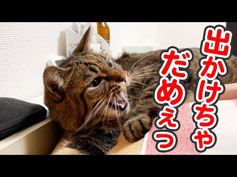 「もうどこにも行くなぁっ！」とママに向かって怒る、甘えん坊な猫