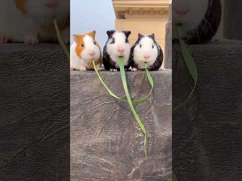 These Hamsters Had The Cutest Interaction! ❤️