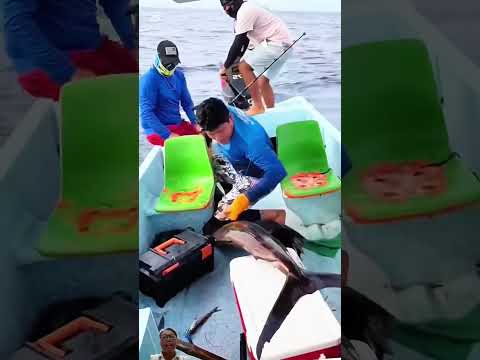 Đi câu một mình bắt con cá kiếm quá hay
