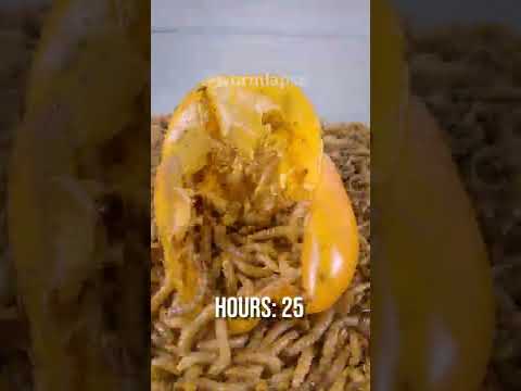 Mealworms vs ORANGE BELL PEPPER