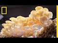 Fungi: The Untapped Potential