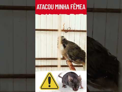 Fêmea de Trinca ferro atacada por rato um perigo que muitos desconhecem !!!