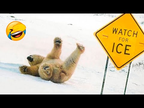 Best Funny Animal Videos 2022 🐴 - Funniest Dogs And Cats Videos 😁🙈