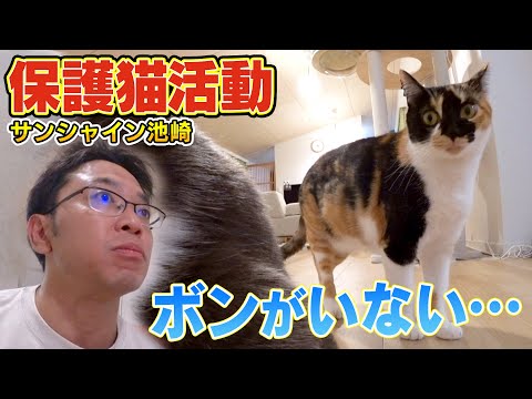 【探しても見つかりません】サンシャイン池崎さんのお家で保護猫ブルボンが…