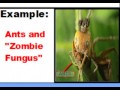 Ecosystem Relationships and Interactions