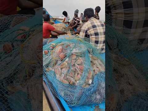 రొయ్యలు వేట చాలా బాగా జరిగింది #hunting #seafood #beach #pudimadaka #localboynaveen
