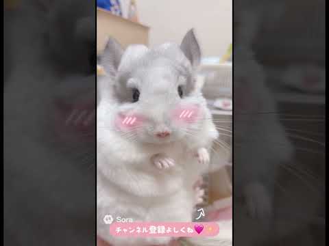 チャンネル登録よろしくね #ai #チンチラのいる暮らし #animals #チンチラ