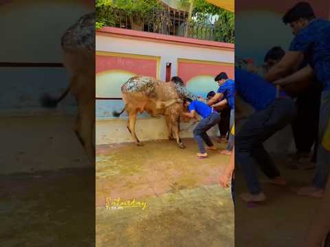 Cow Qurbani Funny Short 2025 #cow #trending#trendingshorts#shorts #shortvideo#cowvideos#fareedinfox