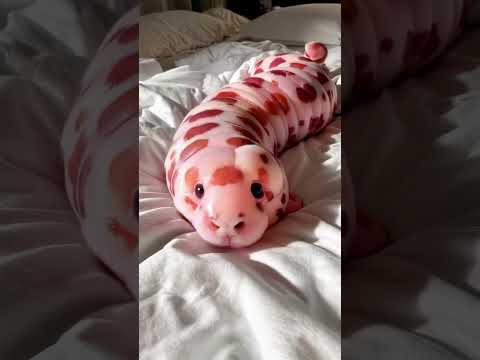 Beautiful Animals Transformation #animallife #shorts #animals