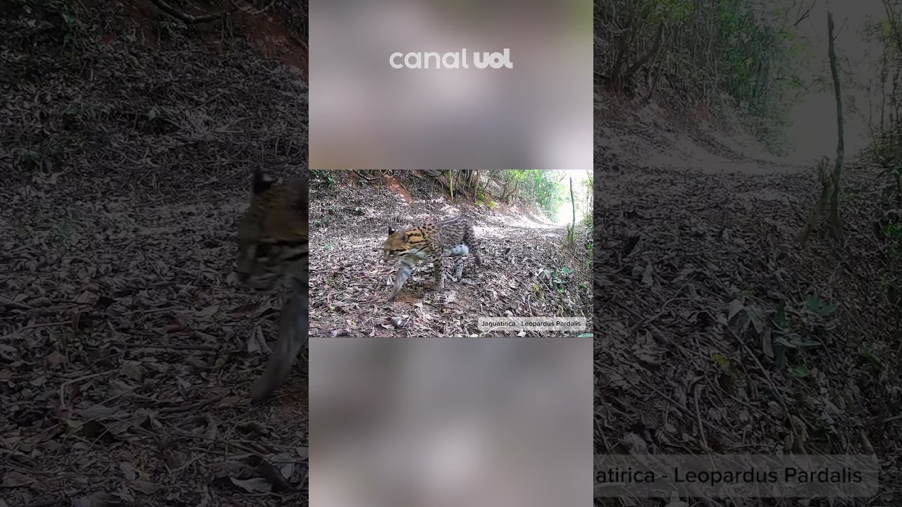 Registro inédito mostra seis espécies de felinos convivendo no mesmo território no Rio vídeo