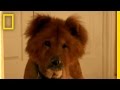 Bruno's Journey at Dogtown