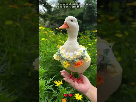 A girl rescued an abandoned duckling and took care of it #duck #loveanimals #shorts