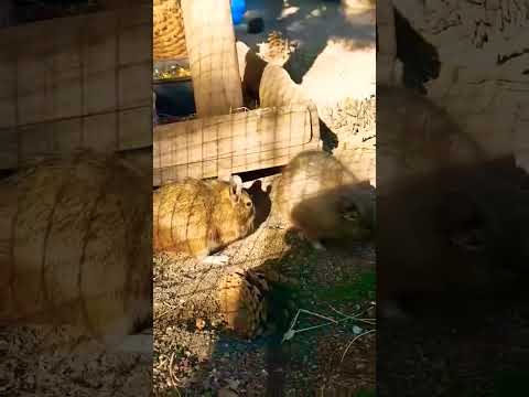 Крыска Лариска #мирживотных #animals #shorts