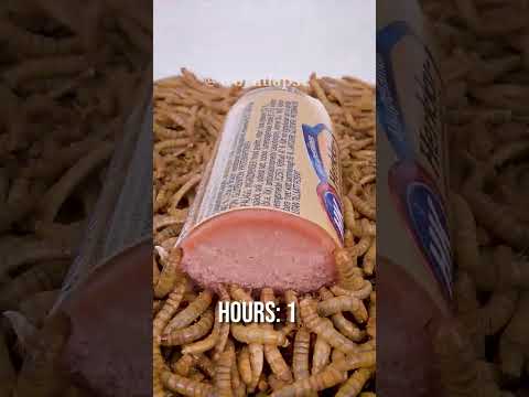 10 000 Mealworms vs. LIVER PATÉ