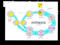 Cell Division: Prokaryotic vs. Eukaryotic Comparison