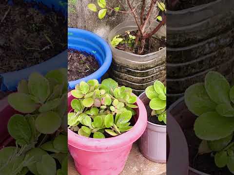 😍😍🤩🤩🤩😍😍☘️☘️✨✨☘️😍🤩