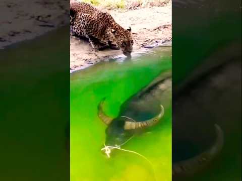 ربما اصبح النمر يطعم الماء مرق محوج#shorts