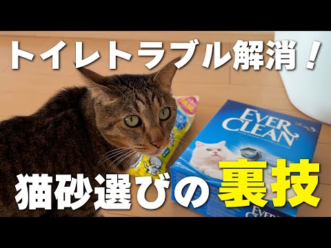 猫のトイレトラブル解消！猫も飼い主も満足度が上がる猫砂選びの裏技と掃除が楽になるトイレの選び方