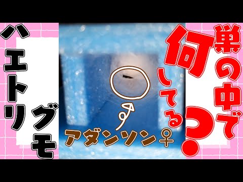 thumbnail_BmLjIP6aXGc