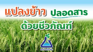 แปลงข้าว ปลอดสารด้วยการใช้ชีวภัณฑ์ I TAB Innovation