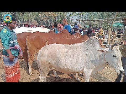 @ ৯/৩/২০২৫|| দেশাল জাতের বলদ ও ষাঁড় গরুর কেনা-বেচা দিনাজপুরের আমবাড়ী হাটে||